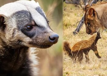 छत्तीसगढ़ में दिखा दुर्लभ वन्यजीव हनी बैजर शेर से भी नहीं डरता है ये बिज्जू, जानिये दुनिया मे इस सबसे बहादूर जीव के बारे में…