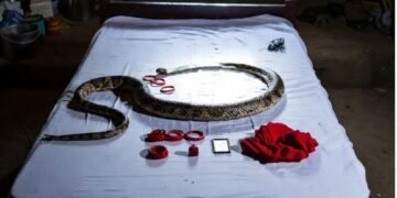 Ajab – Gajab : ‘नागिन’ बनकर गायब हुई युवती! आधी रात रचा ऐसा फिल्मी ड्रामा कि गांव दहशत और अफवाहों में डूब गया