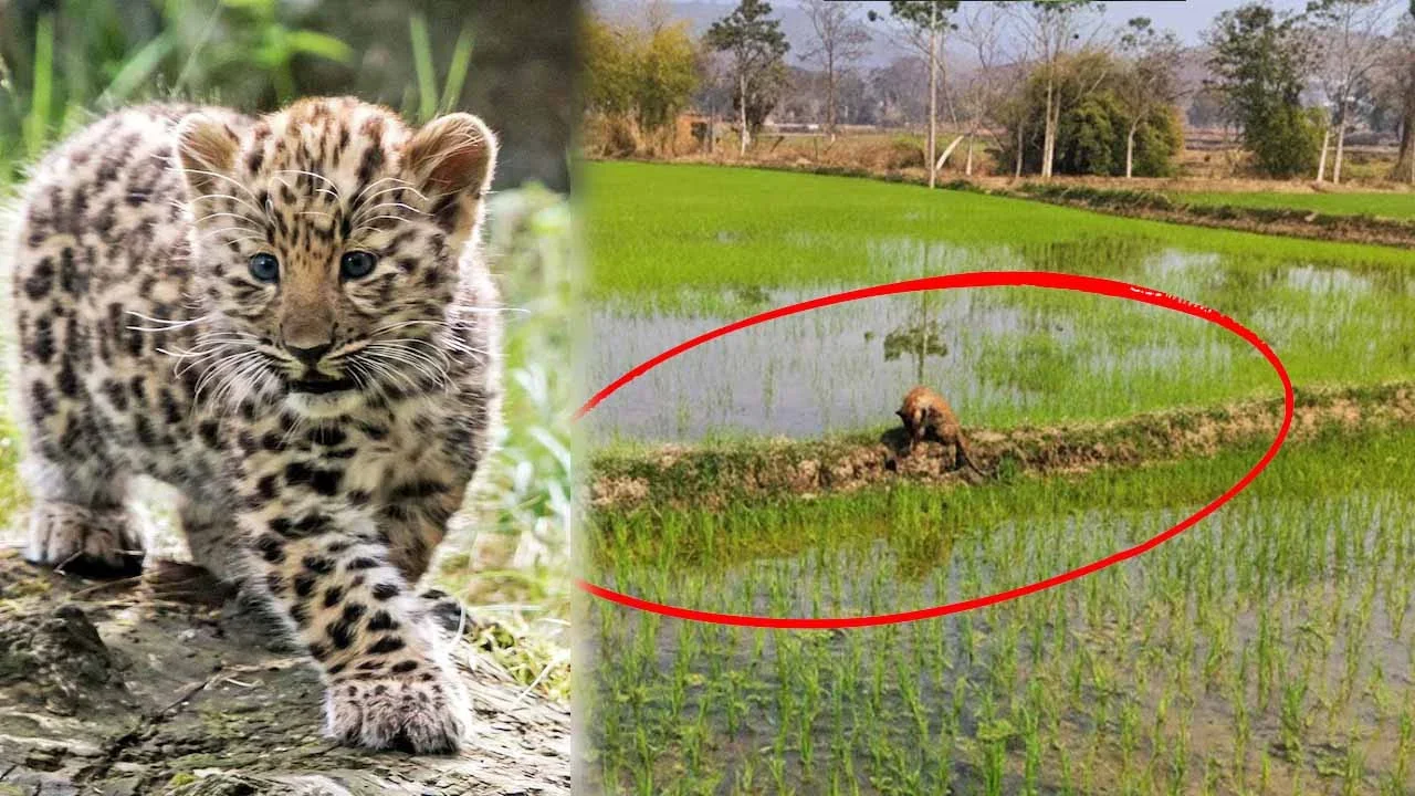 CG Breaking : तेंदुआ का बच्चा पहुंच गया खेत में, इलाके में मचा हड़कंप, वन विभाग आया एक्शन में