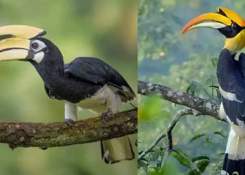 CG News : दुर्लभ हॉर्नबिल संरक्षण की विशेष पहल, उदंती-सीतानदी में विकसित हो रहे प्राकृतिक उद्यान