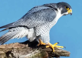 CG : ‘आसमान का चीता’ शाहीन बाज दिखा छत्तीसगढ़ के आसमान में, उदंती – सीतानदी टाइगर रिजर्व में फिर दिखा खास नजारा