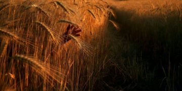 बॉयफ्रेंड के साथ खेत में ऐसा काम कर रही थी बड़ी बहन, तभी पड़ गई छोटी बहन की नज़र, राज़ दबाने के लिए जो किया सुनकर कांप जाएगी रूह