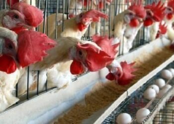 छत्तीसगढ़ वासी हो जाए सावधान!… कहीं आप भी इस पोल्ट्री फार्म से तो नहीं मंगाते चिकन, पड़ जाएंगे लेने के देने, जानें क्या है मामला