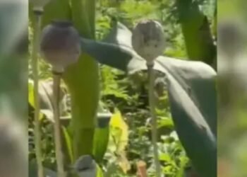 CG Breaking : मक्का के फसल के बीच दिग्गज भाजपा नेता कर रहे थे अफीम की खेती 7 एकड़ में लहलहा रही थी फसल, देखकर अधिकारियों के उड़ गए होश