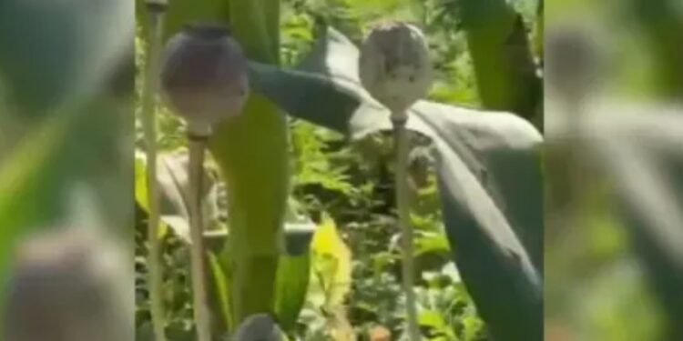 CG Breaking : मक्का के फसल के बीच दिग्गज भाजपा नेता कर रहे थे अफीम की खेती 7 एकड़ में लहलहा रही थी फसल, देखकर अधिकारियों के उड़ गए होश