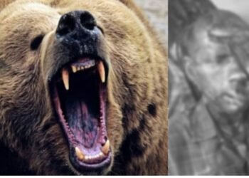 CG Breaking : जंगल में खूनी हमला भालू ने ग्रामीण को किया लहूलुहान