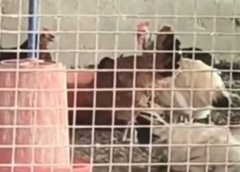 छत्तीसगढ़ के इस जिले में मुर्गी – अंडे की बिक्री और डिलीवरी पर रोक, कलेक्टर ने जारी किया आदेश, जानें क्या है कारण