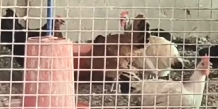 छत्तीसगढ़ के इस जिले में मुर्गी – अंडे की बिक्री और डिलीवरी पर रोक, कलेक्टर ने जारी किया आदेश, जानें क्या है कारण