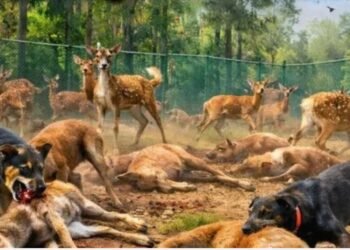 CG News : कुत्तों के हमले के बाद वन विभाग सख्त टाइगर रिजर्व क्षेत्रों में आवारा कुत्तों पर नियंत्रण के लिए नया आदेश जारी