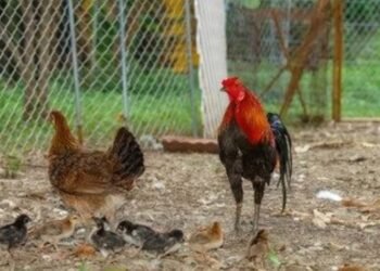 CG Breaking : बर्ड फ्लू के बीच लापरवाही! ट्रेन से पहुंचे चूज़े, प्रशासन के अलर्ट पर उठे सवाल, जांच के आदेश