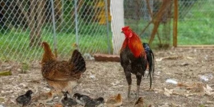 CG Breaking : बर्ड फ्लू के बीच लापरवाही! ट्रेन से पहुंचे चूज़े, प्रशासन के अलर्ट पर उठे सवाल, जांच के आदेश