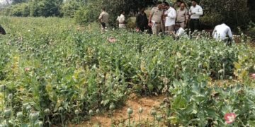 CG Breaking : छत्तीसगढ़ में अब यहां अफीम की खेती का भंडाफोड़, तरबूज – ककड़ी की आड़ में चल रहा था नशे का खेल
