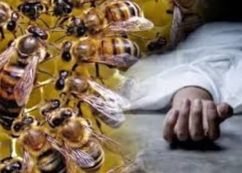 CG News : खेत में काम कर रहे ग्रामीणों पर मधुमक्खियों का हमला, महिला की मौत, पति समेत 8 अन्य ग्रामीण अस्पताल में भर्ती