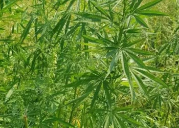 CG Breaking : अफीम के बाद अब छत्तीसगढ़ में गांजे की खेती, मक्के की खेत में हो रही थी खेती, दो आरोपी गिरफ्तार