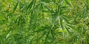 CG Breaking : अफीम के बाद अब छत्तीसगढ़ में गांजे की खेती, मक्के की खेत में हो रही थी खेती, दो आरोपी गिरफ्तार