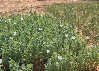 CG Breaking : अफीम की खेती फिर पकड़ायी, तीन अलग-अलग जगहों पर हो थी अवैध खेती, पुलिस टीम मौके पर…