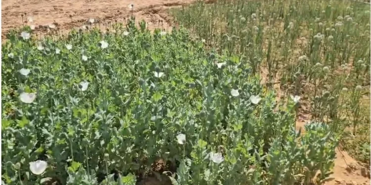 CG Breaking : अफीम की खेती फिर पकड़ायी, तीन अलग-अलग जगहों पर हो थी अवैध खेती, पुलिस टीम मौके पर…