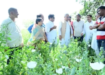 छत्तीसगढ़ में अफीम की खेती पर गरमायी राजनीति, उधर खुलासा करने वाले सरपंच को सताने लगा जान का खतरा