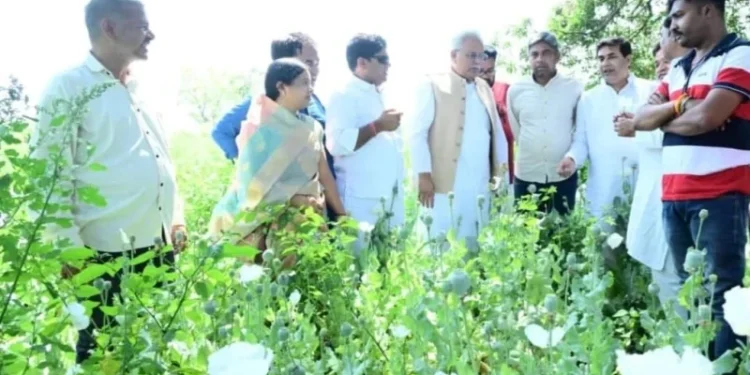 छत्तीसगढ़ में अफीम की खेती पर गरमायी राजनीति, उधर खुलासा करने वाले सरपंच को सताने लगा जान का खतरा