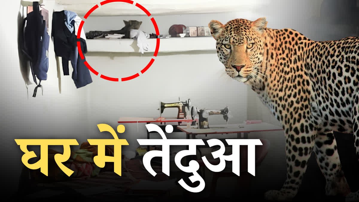 CG: घर के अंदर शान से बैठा हुआ था तेंदुआ, देखते ही घरवालों के उड़े होश, मौहल्ले में अफरा तफरी