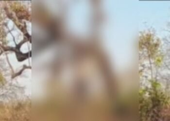 Korba : पेड़ में फंदे से लटकती मिली दो दोस्तों की लाश, मचा हड़कंप