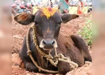 CG Crime : बछड़े को मारकर खाते पकड़े गए 4 आरोपी.. सख्ती से पूछताछ जारी, पहले लगे थे और भी गंभीर आरोप