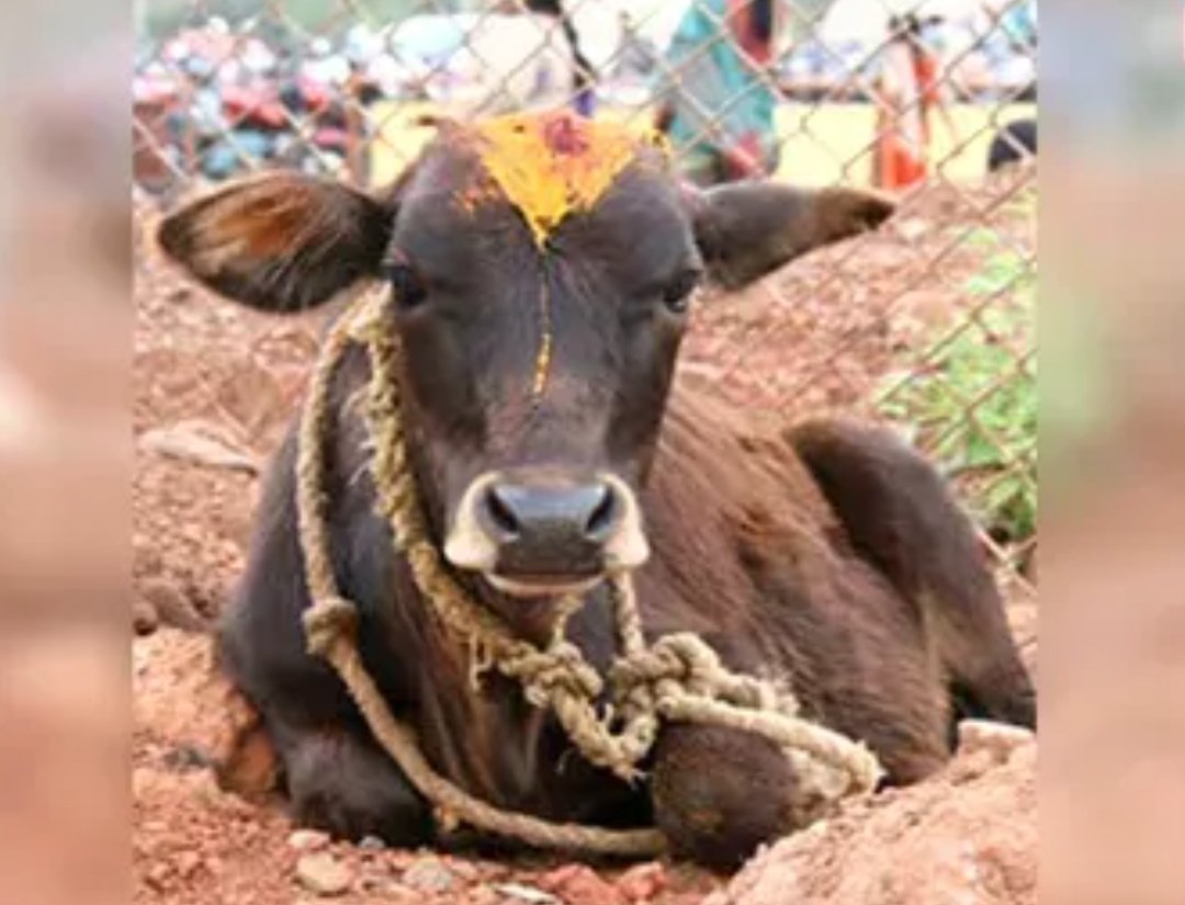 CG Crime : बछड़े को मारकर खाते पकड़े गए 4 आरोपी.. सख्ती से पूछताछ जारी, पहले लगे थे और भी गंभीर आरोप