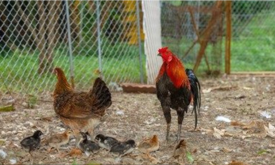 CG Breaking News : पुरे शहर मे दो महीने तक बंद रहेंगी चिकन दुकानें, हजारों लोगों की आजीविका पर संकट