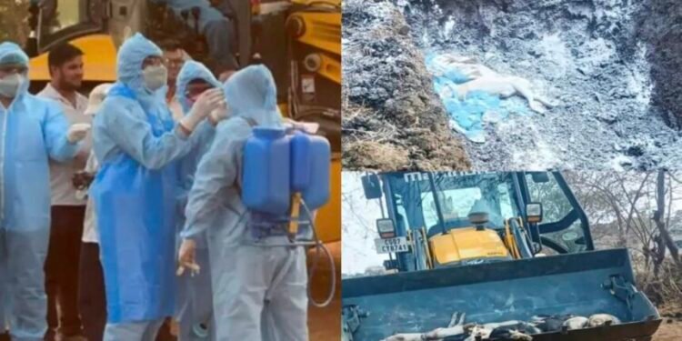 CG News : छत्तीसगढ़ में अफ्रीकन स्वाइन फीवर की पुष्टि, तड़प – तड़पकर 300 से अधिक सूअरों की मौत, मांस नहीं खाने की सलाह