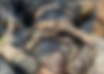 CG Crime : कुएं में बोरी बंधी लाश मिलने से फैली सनसनी, पुलिस भी रह गई दंग