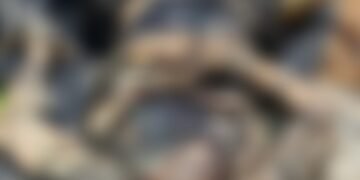 CG Crime : कुएं में बोरी बंधी लाश मिलने से फैली सनसनी, पुलिस भी रह गई दंग