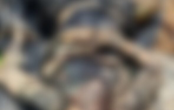 CG Crime : कुएं में बोरी बंधी लाश मिलने से फैली सनसनी, पुलिस भी रह गई दंग