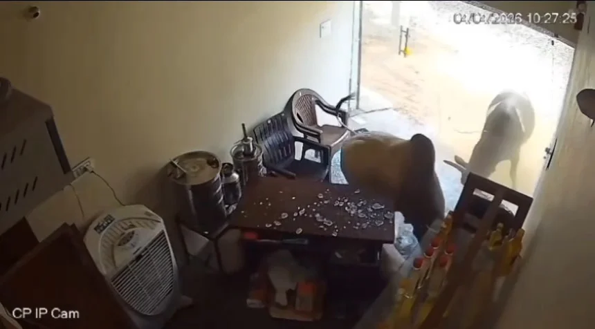 CG Viral Video : सांडों की लड़ाई में हुआ गजब का तांडव, दुकान को कर दिया तहस – नहस, वीडियो आया सामने