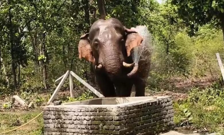 CG News : भीषण गर्मी से बेहाल हुए गजराज सूंड से खुद पर पानी डालकर शरीर को कर रहा ठंडा, देखे वायरल वीडियो