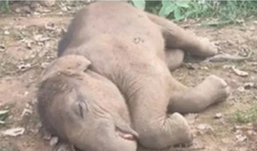 CG Breaking : डेम में हाथी शावक की डूबने से मृत्यु जानकारी मिलते ही वन विभाग द्वारा त्वरित कार्रवाई करते हुए ….
