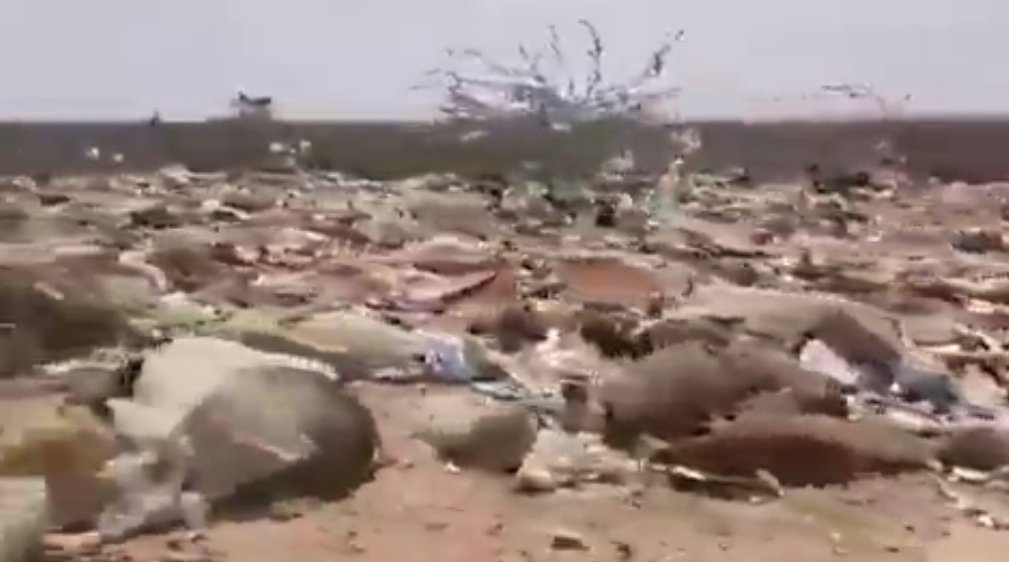 Viral Video : 500 गायों की मौत, नगर परिषद के डंपिंग यार्ड से वायरल हुआ मवेशियों की सड़ी गली लाश का वीडियो, देखे वायरल वीडियो