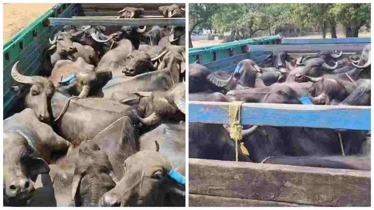Breaking : बूचड़खाने जाने से पहले पुलिस ने बचाईं 76 जानें, ट्रकों में बेरहमी से ठूंसे गए थे मवेशी, 49 लाख का माल जब्त