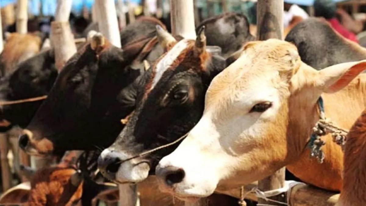 CG News : सड़कों पर मवेशी छोड़ने पर स्थायी रूप से जब्त करने की होगी कार्रवाई, प्रशासन ने पशुपालकों से कहा …