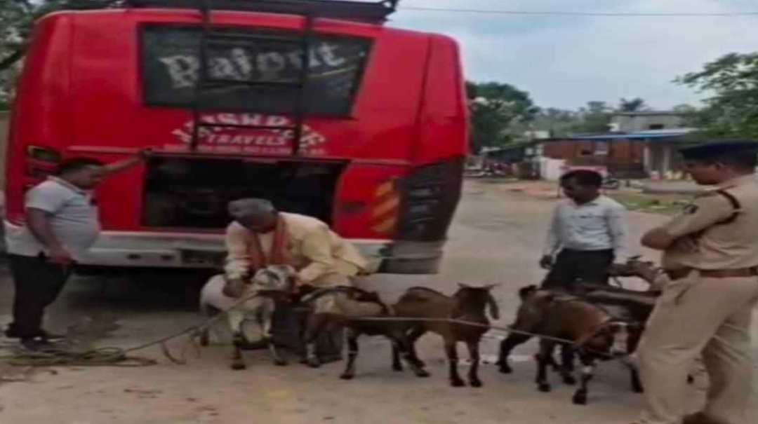 Korba : नशे में बस चला रहा था चालक, डिक्की से बरामद हुईं 11 बकरियां …