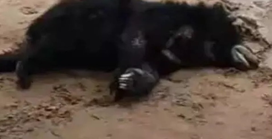 CG Breaking : भालू की मौत वन विभाग ने जांच की शुरू