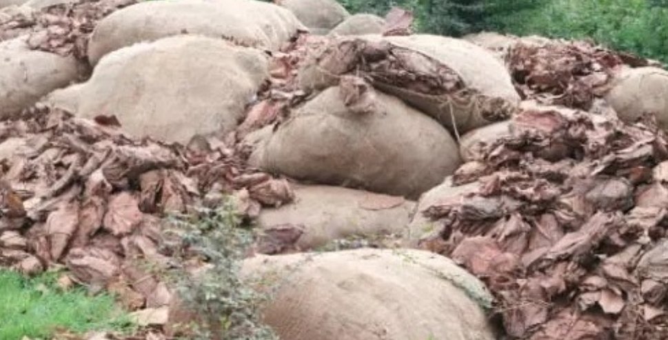 CG News : सड़क किनारे पड़ी मिली तेंदूपत्ता की बोरियां जिम्मेदार गायब