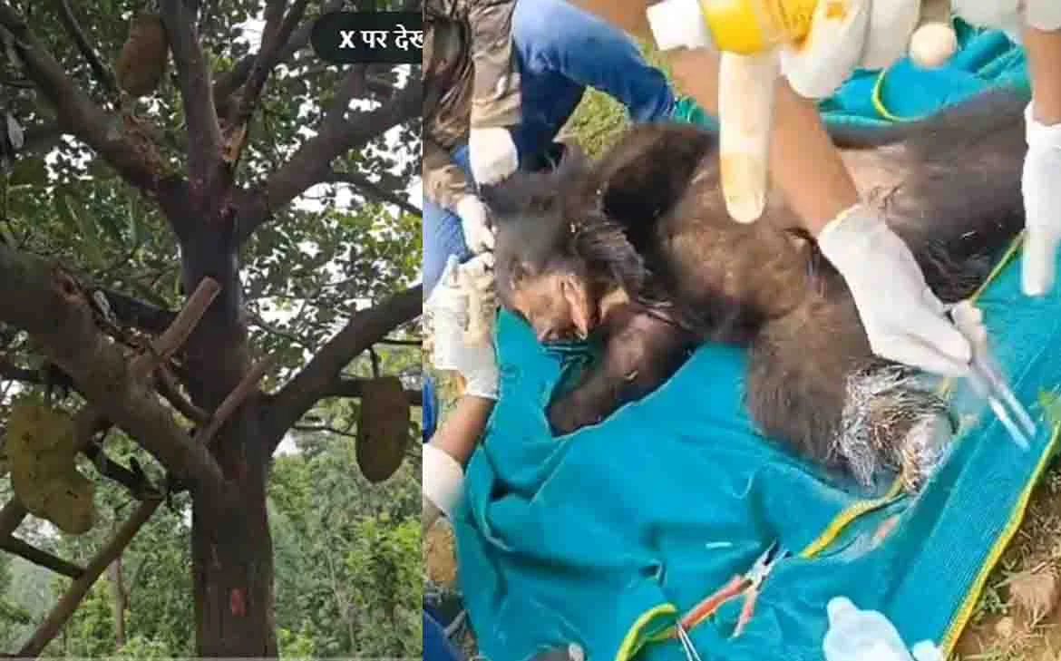 CG News : पके कटहल खाने के चक्कर में पेड़ पर चढ़ा भालू, तार के फंदे में फंसा; घंटों चले रेस्क्यू के बाद बचाई गई जान