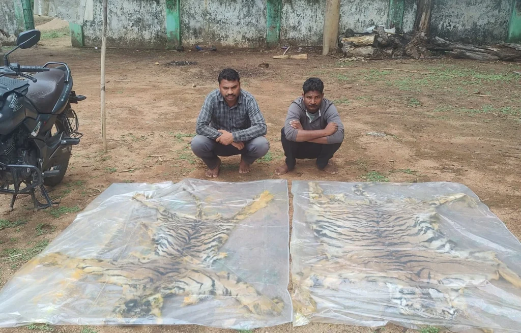 CG Crime : बाघ को मारकर खाल बेचने की थी तैयारी, वन विभाग की कार्रवाई में दो तस्कर गिरफ्तार, अन्य की तलाश जारी