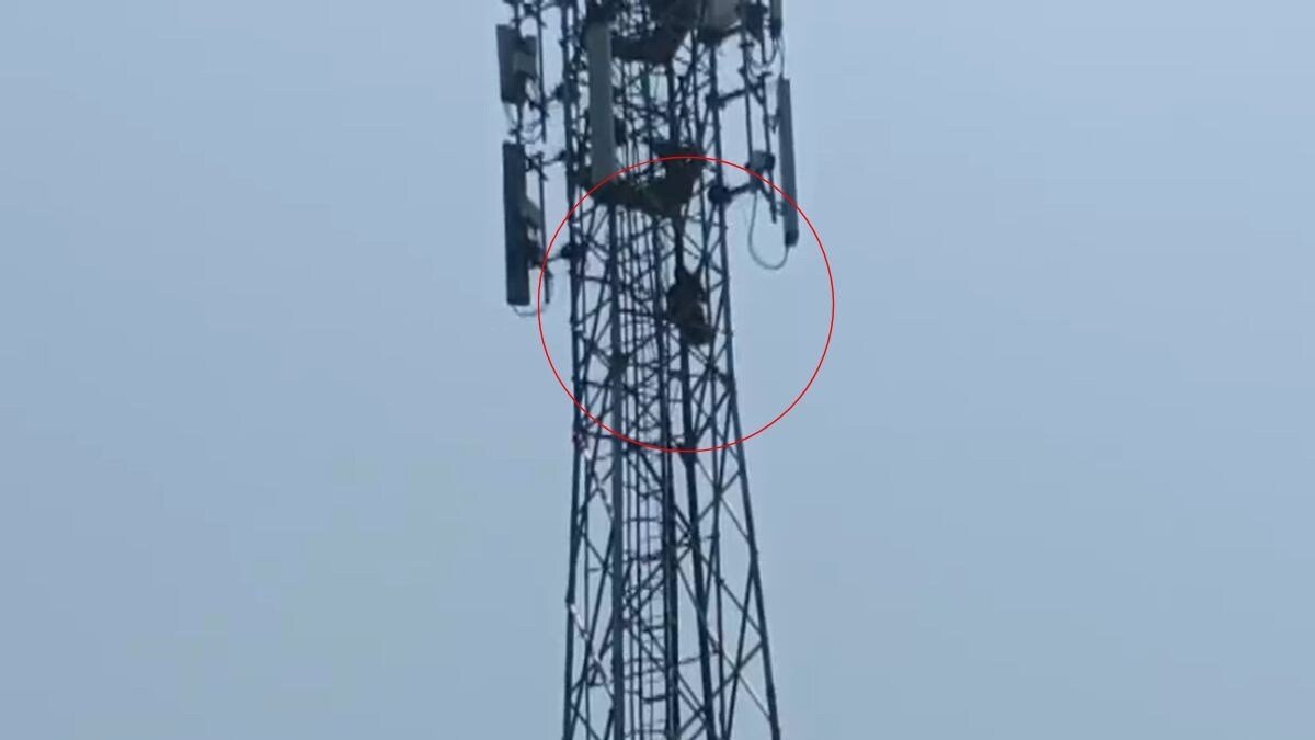 CG : ‘मेरे बॉयफ्रेंड को बुलाओ’… मोबाइल टावर पर चढ़कर चिल्लाने लगी युवती, उतारने के लिए पुलिस को करनी पड़ी मशक्कत