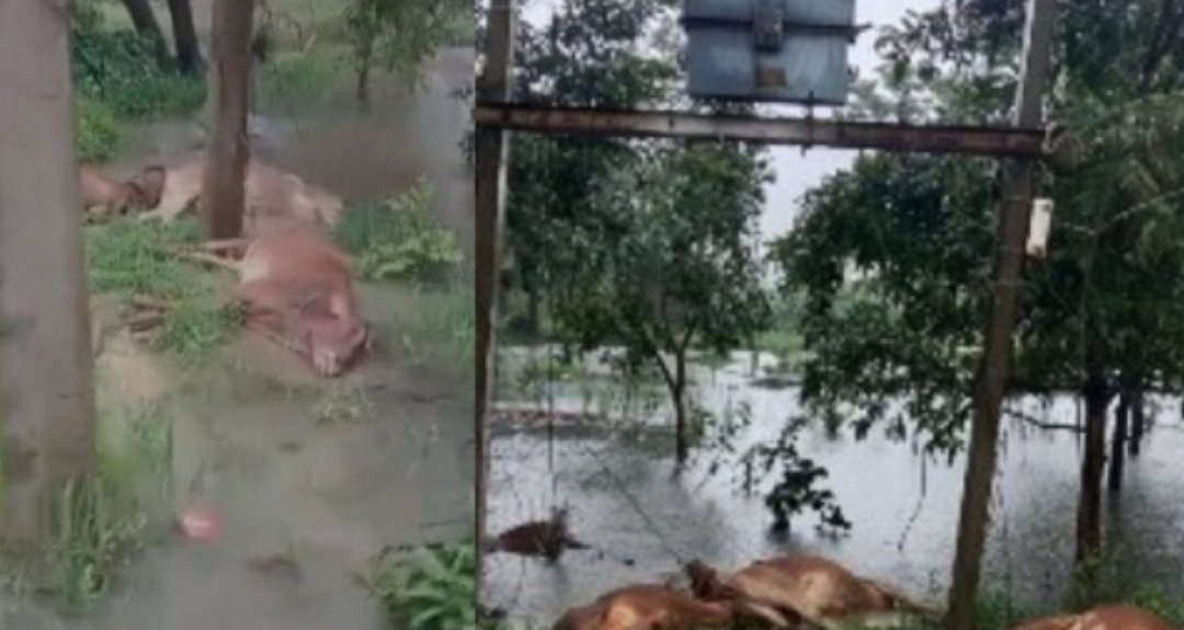 CG Breaking : ट्रांसफार्मर के नीचे फैले करंट की चपेट में आईं 5 गायें, मौके पर मौत