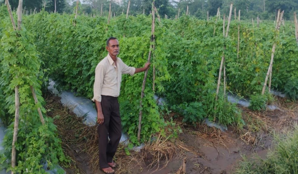 करेले की उन्नत खेती से चमकी किसान नारायण प्रसाद वर्मा की किस्मत प्रति एकड़ कमाया 1.07 लाख रुपये का शुद्ध लाभ