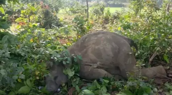 CG News : करंट से हाथी शावक की मौत, रातभर चिंघाड़ता रहा हाथियों का दल, मौके पर पहुंचे अफसर